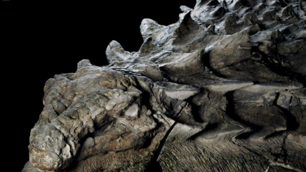 Βρέθηκε «ζωντανό» απολίθωμα δεινοσαύρου στον Καναδά